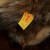 Newer ear tag - Note no slash or dot between numbers. Newer ear tag - Note no slash or dot between numbers.