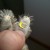 Old button in ear - Note silver tone with raised lettering. Old button in ear - Note silver tone with raised lettering.