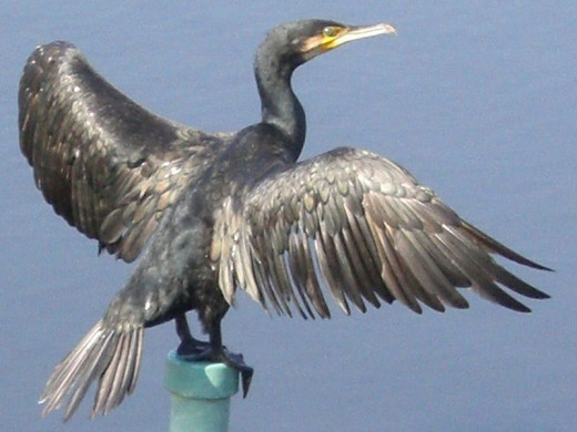 After emerging from the ocean, cormorants will take up a perch and stretch their wings out to dry them. 