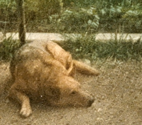 Picture of King the dog from 1986.  King was the son of Panda dog.