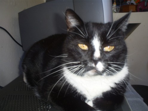 Here is a picture of Bobby the cat during Thanksgiving of 2008.
