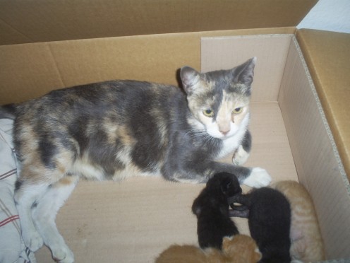 Picture of a stray cat I found in September of 2008.  I found a good home for her and her kittens, which made me very happy.