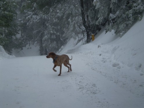 Picture of Lucky dog running through the snow in January 2008.