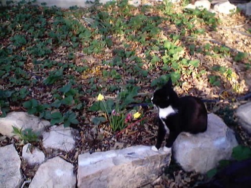 Bobby the cat in April 2002.