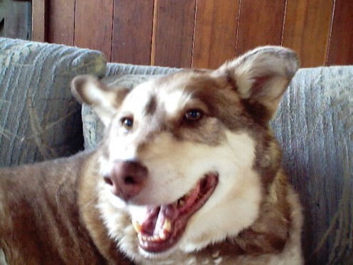 Picture of Lady dog in April 2002.
