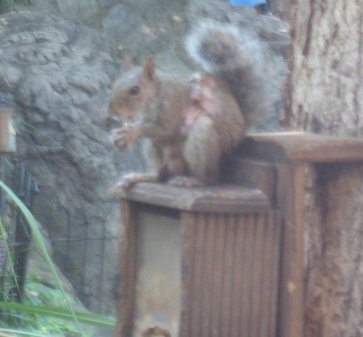 Another injured squirrel showed up.  Injuries seem to be in the same place - around the mid-section.  I assume it's a predator - one that tries to grab it's prey around the waist - probably a hawk.