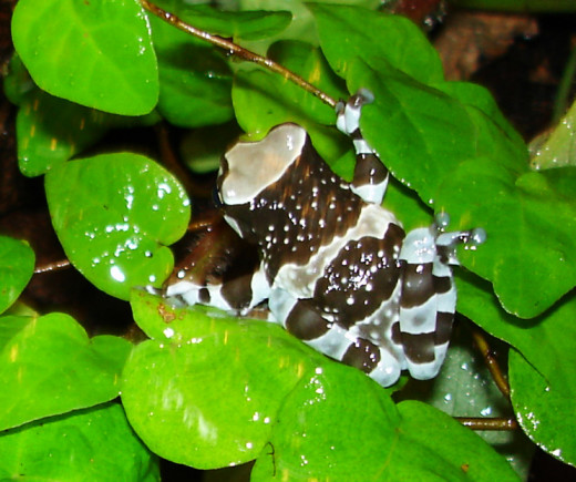 Characteristic blue and black banding pattern of Trachycephalus resinifictrix