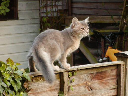 Something seems to have piqued this feline's interest....He best walk that wall with caution, though.  