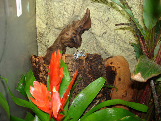 Later on, I added more plants, branches and pieces of bark for the frogs