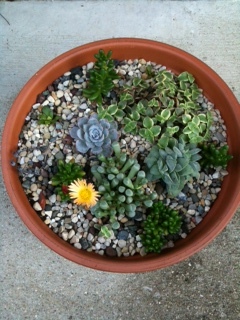 Succulent Miniature Garden - 6 weeks after planting -  "baby toes" in bloom