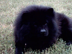 My Current "Mans Best Friend" - Bennie