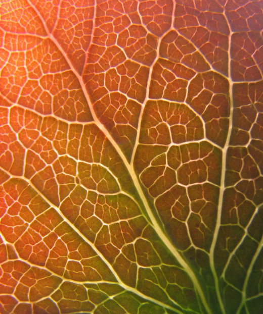 Veiny leaf ;)