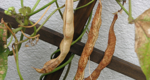 Mature beans drying on the vine to save the seeds, in my tiny balcony garden.