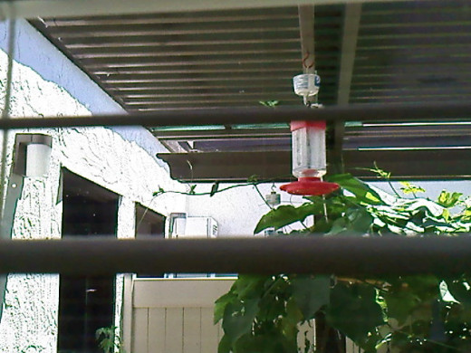 Can you spot the hummingbird? It is such a fun watching him, he would either perch on the chayote tops, or on the plant support ring watching the two feeders. Now he can't guard the one I separately hanged on the front for other hummers.