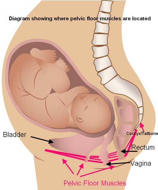 The pelvic floor muscles support the bowel, vagina and bladder.