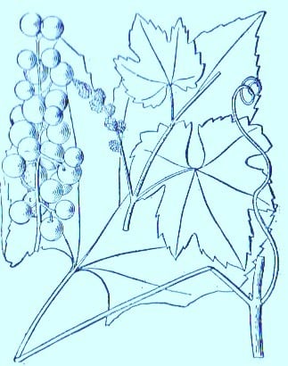 Frost Grape (Vitis bicolor)Artwork by ~ Jerilee Wei