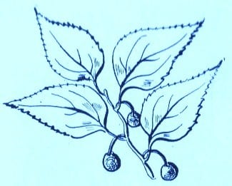 Hackberry (Celtis occidentalis)Artwork by ~ Jerilee Wei
