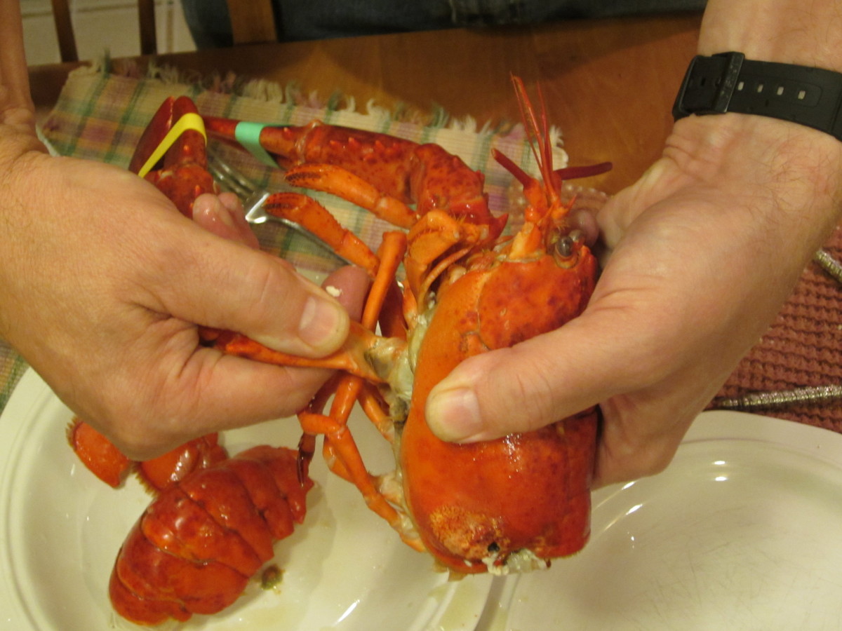 Removing a claw from a Maine lobster.