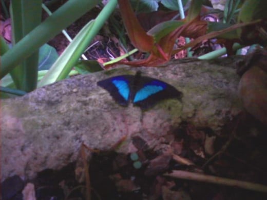 The Cockerell Butterfly Center has cards available for visitors to carry with them and try to identify each type of butterfly they see.