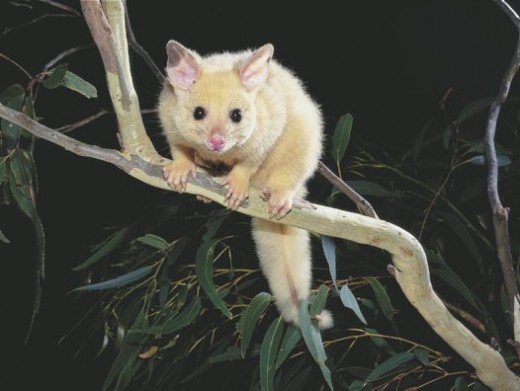 an opposum