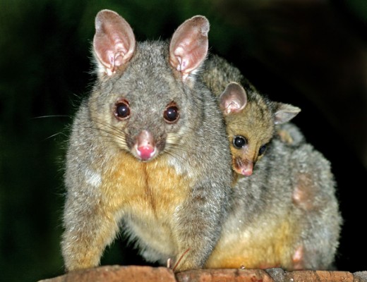 a baby opposum on mother's back.