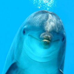 Dolphins on Evolution, Genetics and Intelligence