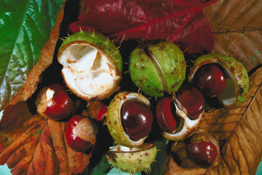 Horse Chestnut Seed