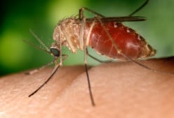 Do You Need to Worry About West Nile Virus?