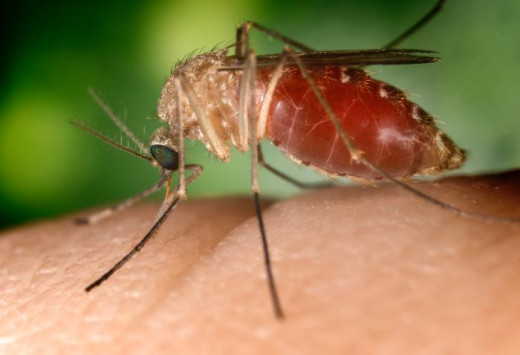 The primary West Nile virus vector, the mosquito
