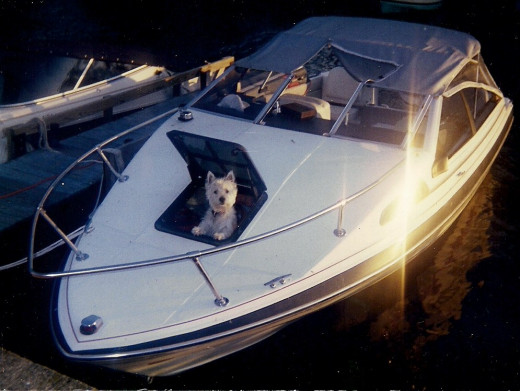 Dexter looking out the hatch of my boat