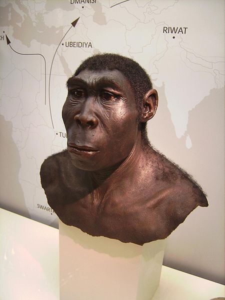 Homo erectus was the first hominid to evolve that actually resembled a human. He was also the first to deliberately control fire and probably the first to deliberately cook his food.