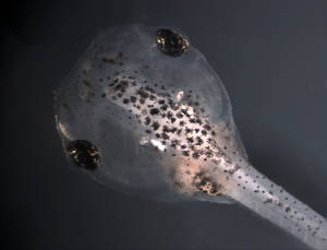 First Amphibion