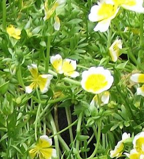 Poached Egg Plant.