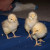 Buff Orpington chicks Buff Orpington chicks
