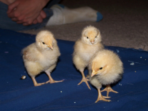 Buff Orpington chicks