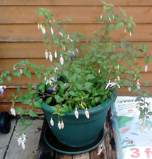 A near to flowering Fuschia