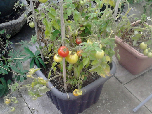 Dwarf Tomato Plant