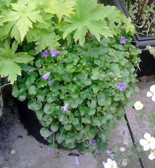 Night Scented Stock.