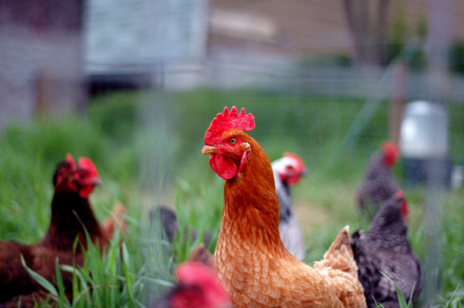 A backyard chicken