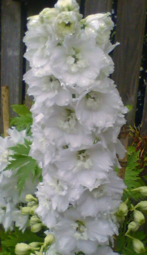The purity of a flower. A Delphinium.