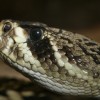 6 Most Dangerous Snakes in Florida