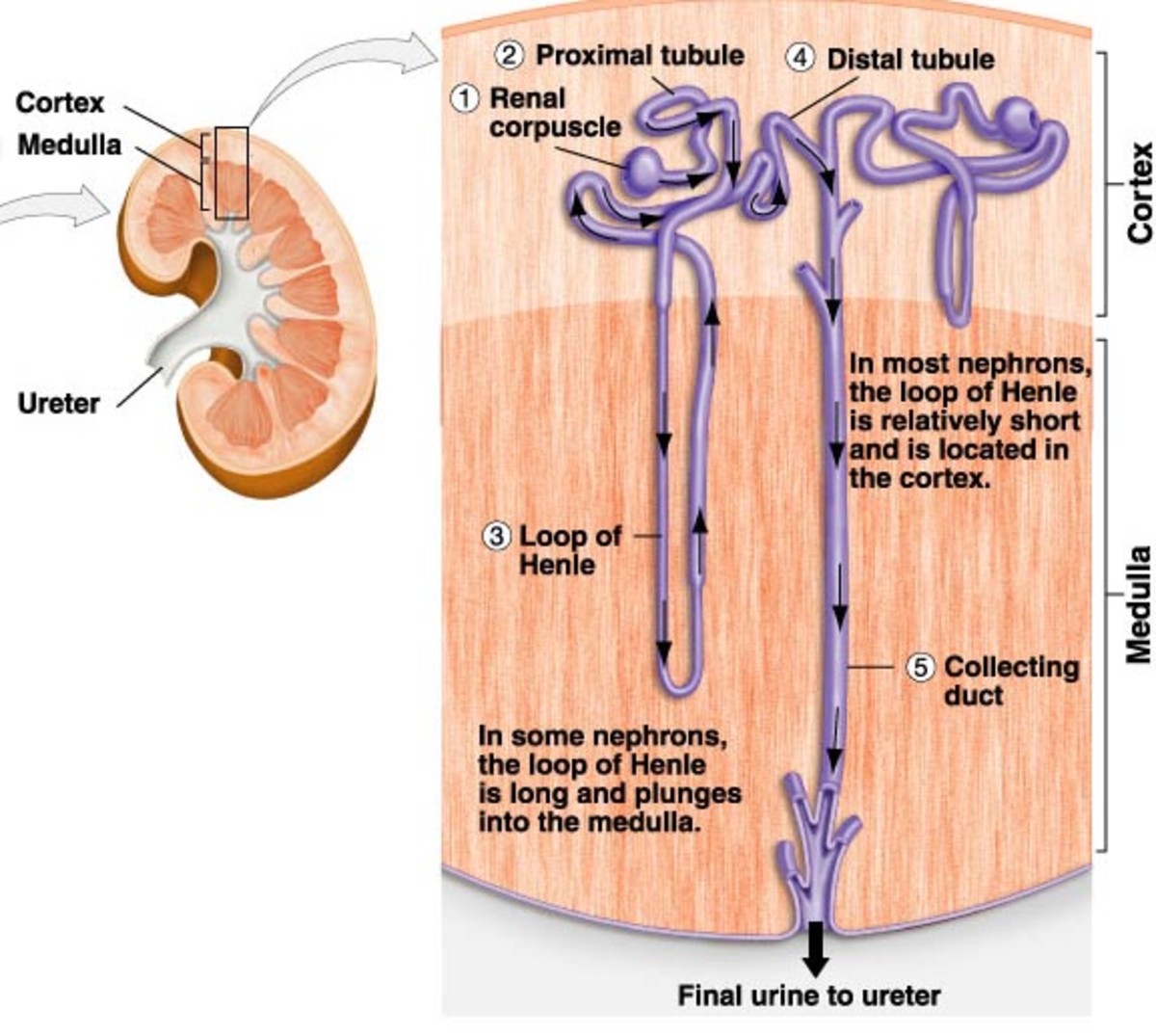 What Medicine Improves Kidney Filtration