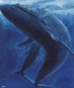 The blue whale, in fact it is the largest animal on earth.  