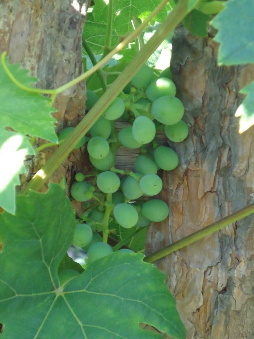 Grapes growing in the Bulgarian sunshine