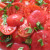 Some people like them skinned. Shown with basil. Some people like them skinned. Shown with basil.