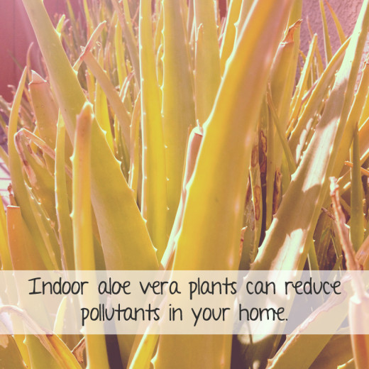 Growing aloe vera has many benefits.