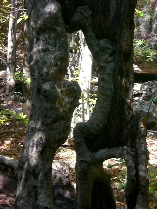 Hollow tree in Lost Valley, NW Arkansas