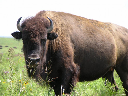 Buffalo once roamed the Canadian prairies by the millions.