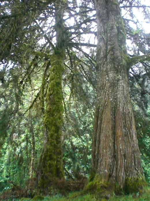 Pine trees near La Florida, Colombia