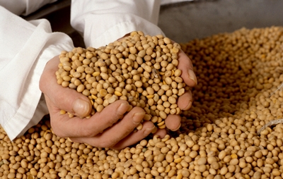 Soybeans - one of the largest commodities in the world